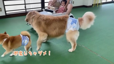 「ほのちゃんを連れて行かないで!」