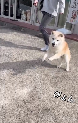 ぴょんぴょん歩くうーちゃん1