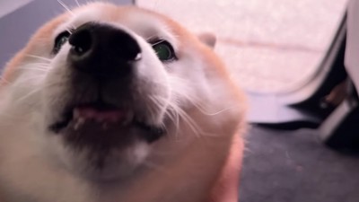 お姉ちゃんが乗っていた！