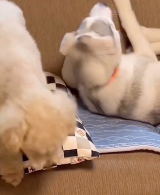 くしゃみをするハスキー犬と、ソファから飛び降りるトイプードル