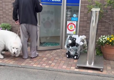 入口でくるりと方向転換する犬