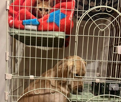 肩を落とすクラリスちゃん