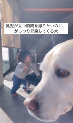 きぬちゃんと立つ練習中の赤ちゃん3