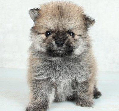 パピーならではの可愛さ♡