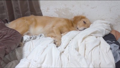 ベッドの上で薄目を開けて女性を見つめる犬