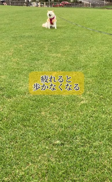 芝生の上で動く気がない様子の柴犬