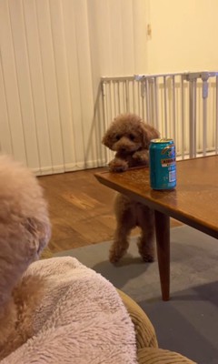 ジュリちゃんの猛抗議4