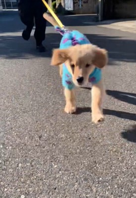 元気よくダッシュ！