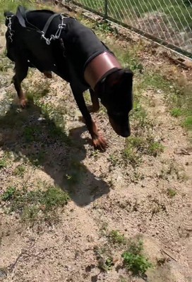 タイソンくんが回復するまで9