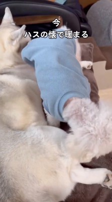 ハスキー犬を跨ぐトイプードル