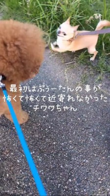 トイプードルを見てぎょっとするチワワ