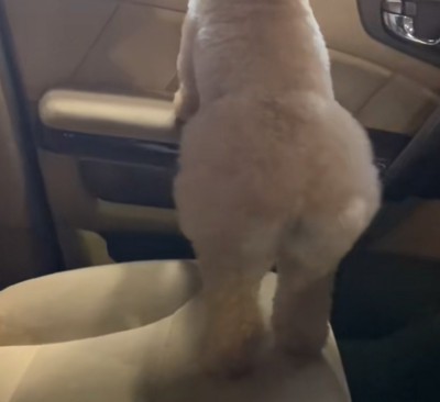 犬のおしり