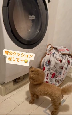 クッションを返してほしいれおくん