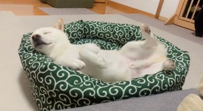 仰向けでベッドに寝ている犬