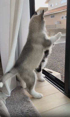 立ち上がる兄弟犬（子犬）