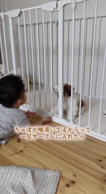 子犬が入ったケージの前にやってきた男の子