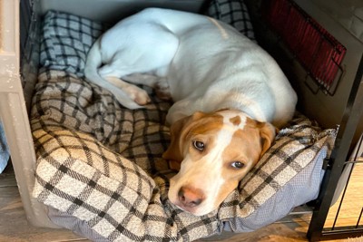 犬小屋の中でいじける犬