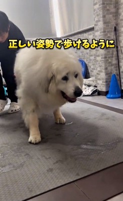 正しい歩行ができたワンコ