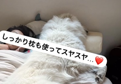 枕を使う犬