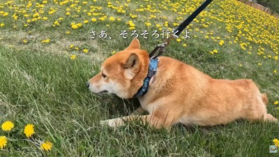 歩きたくなくて、ほふく前進！