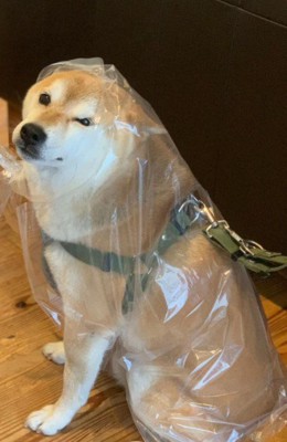 大きな袋を切り抜いて…