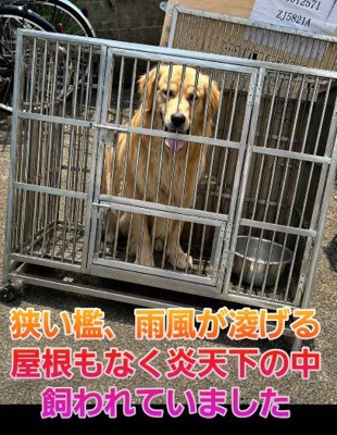 狭い檻の中で過ごしていた