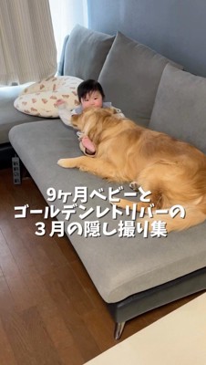 ソファに寝そべる犬と赤ちゃん