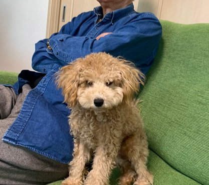 毛並みがボロボロで痩せ細ったトイプードル