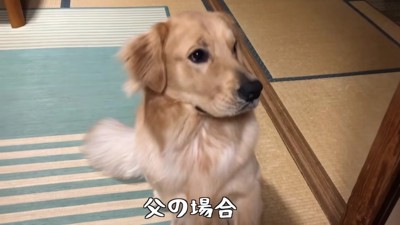 パパがベンツくんにおやつを与えると…