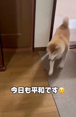 追いかける柴犬