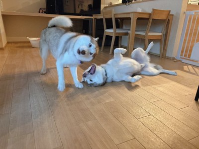 シベリアンハスキーの親子