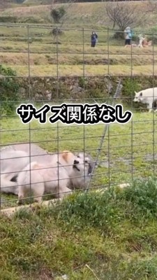 寝転がるウルフドッグ