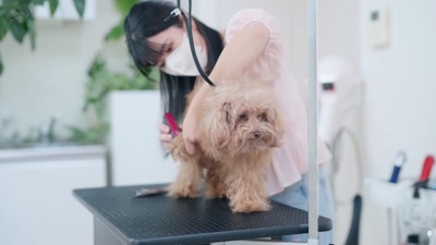 トリミングが始まりました