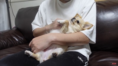 飼い主さんが浮気した時のみるくちゃん8