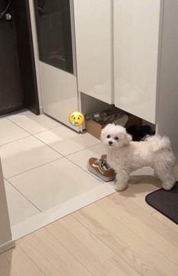 「にぃにぃどこ…」