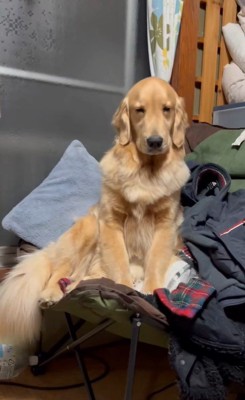 睡魔と戦うウルちゃん