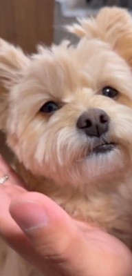 耳を倒していた手を放す飼い主と、飼い主の顔を見つめる犬