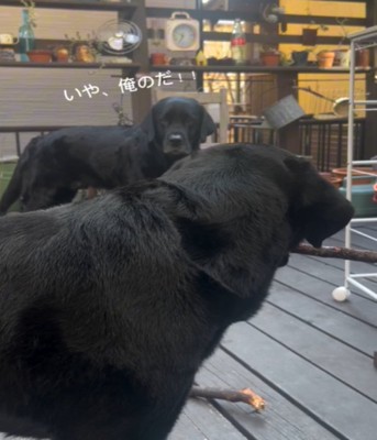 見つめ合う2匹の犬3