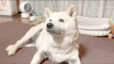 横になりながら家族達を見上げる犬