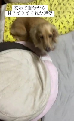 元保護犬のはなちゃん