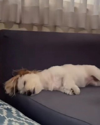 ソファで爆睡するむぎちゃん