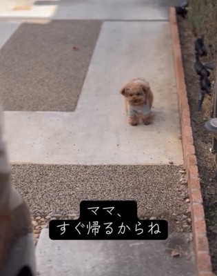 遠くを見つめる犬