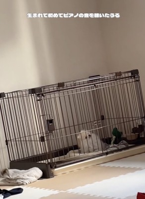 可愛すぎます…！