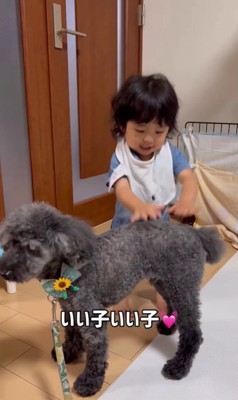 りつ君と実家のワンコ6