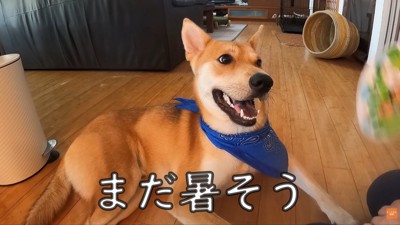 暑そうなので、うちわであおいだら…
