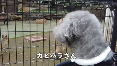 檻をのぞく犬