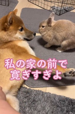 「それは私のベッドよ!」