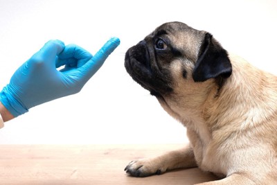 塗り薬をのせた人の指先に鼻を近づける犬