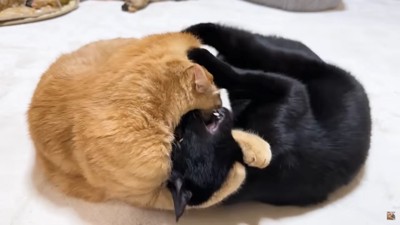 じゃれあう猫2匹