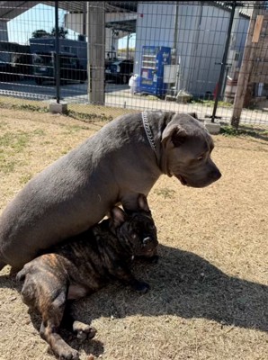 2匹の犬